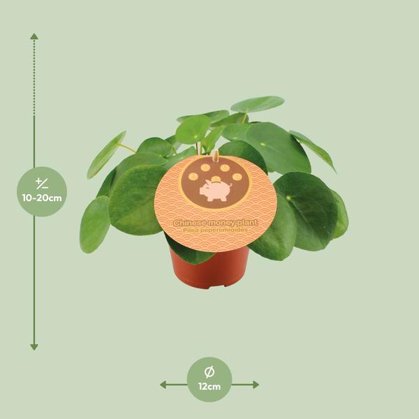 Pilea Peperomioides - 20 cm - Ø12 cm | Pannenkoekenplant