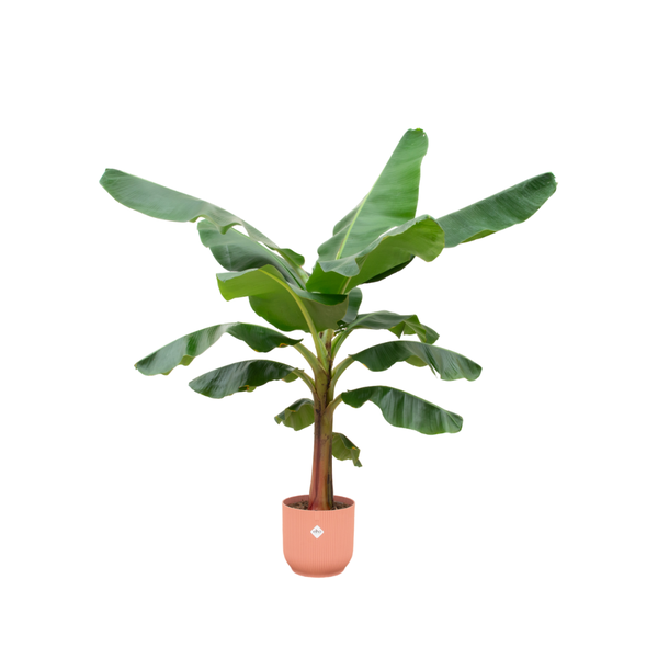 Combi deal - Bananenplant - 150 cm - Ø30 cm in Elho Vibes Fold Round | Musa