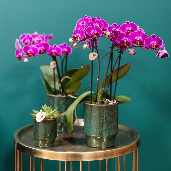 Orchidee | Paarse Phalaenopsis orchidee - Morelia Classy green- potmaat Ø9cm