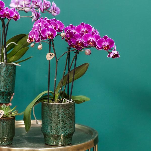 Orchidee | Paarse Phalaenopsis orchidee - Morelia Classy green- potmaat Ø9cm