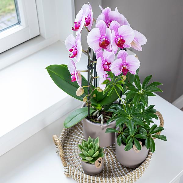 Orchidee | roze Phalaenopsis orchidee - Niagara Fall  - potmaat Ø12cm