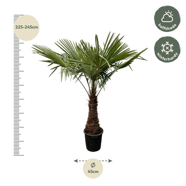 Trachycarpus - 220 cm - Ø45 cm | Winterharde Palmboom voor Buiten en Binnen