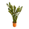 Strelitzia Reginae XL - 180 cm | Tropische eyecatcher voor je interieur