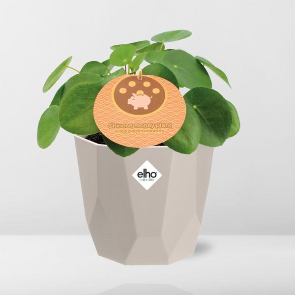 Pilea Peperomioides - 12 cm - in Elho b.for rock pot | Pannenkoekenplant