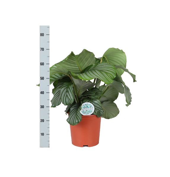 Calathea Orbifolia - 70cm - Ø21cm | Calathea