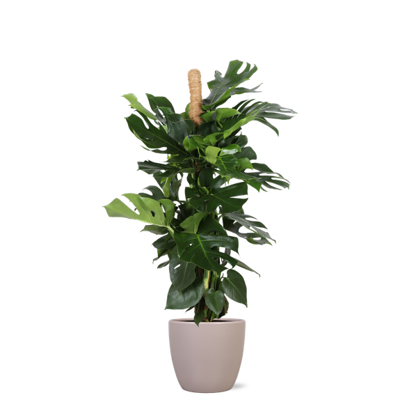 Monstera Deliciosa | MOSSTOK - 150cm - Ø27cm - in Boule pot