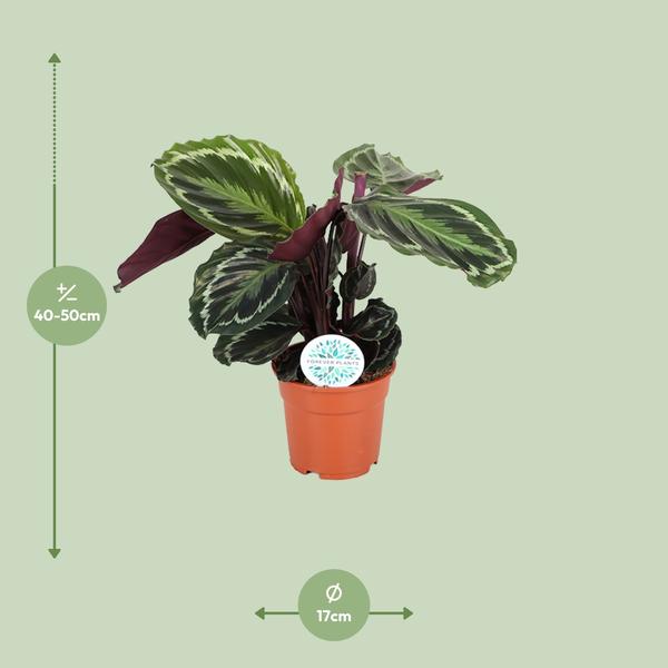 Calathea Medallion - 60cm - Ø17cm | Calathea