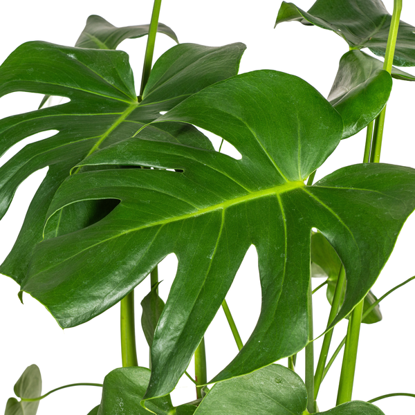 Monstera Deliciosa Tauerii - 80cm - Ø21cm | Monstera