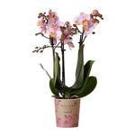 Orchidee | Roze Phalaenopsis orchidee - Andorra - potmaat Ø9cm