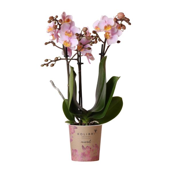 Orchidee | Roze Phalaenopsis orchidee - Andorra - potmaat Ø9cm