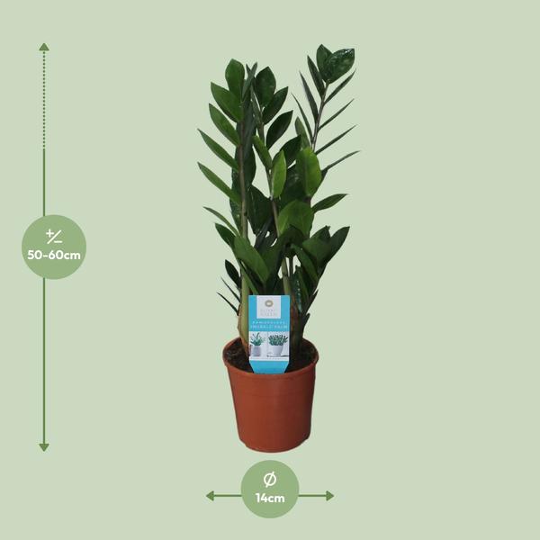 Zamioculcas Zamiifolia - 55 cm - Ø14 cm | Stijlvolle ZZ-plant