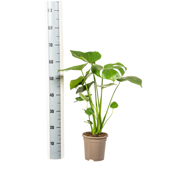 Monstera Deliciosa Tauerii - 60cm - Ø17cm | Monstera