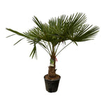 Trachycarpus Fortunei - 200 cm - Ø30 cm | Winterharde Palmboom voor Buiten en Binnen