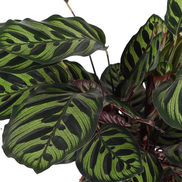 Calathea Makoyana - 70cm - Ø21cm - in verschillende kleuren Boule pot | Calathea