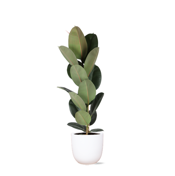 Ficus Elastica Robusta – 90 cm – Ø21 cm in Boule Pot | Ficus