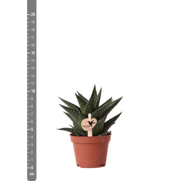 Succulent Haworthia Limifolia - Ø6cm | Vetplant