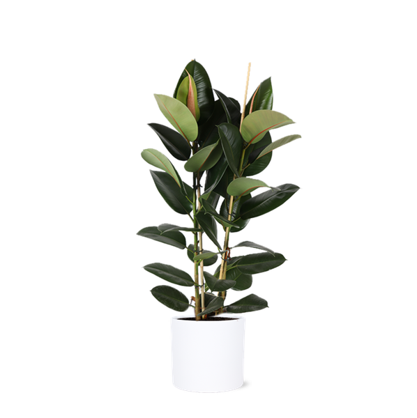 Ficus Elastica Robusta - 110cm - Ø24cm in Era pot | Ficus