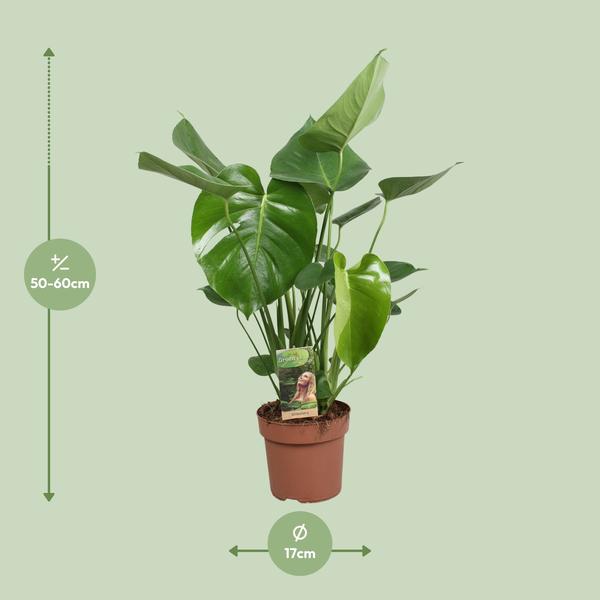 Monstera Deliciosa | 60cm - Gatenplant