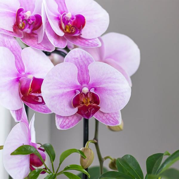 Orchidee | Roze Phalaenopsis orchidee - Niagara Fall  - potmaat Ø9cm