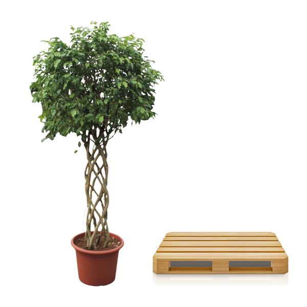 Ficus Benjamina Exotica gevlochten stam - 250 cm - ø55 cm | Ficus - Grote Kamerplant