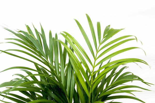 Areca palm - (Dypsis Lutescens) - 150 cm - ø24 cm  | Palm