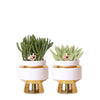 Succulenten Set - 2 Planten in Gouden Le Chic Sierpotten - Ø9 cm | Vetplanten