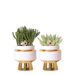 Succulenten Set - 2 Planten in Gouden Le Chic Sierpotten - Ø9 cm | Vetplanten