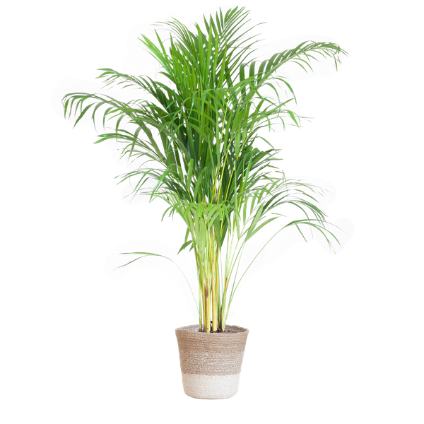 Areca Palm (Dypsis) - 100 cm - Ø21 cm - in Lissabon mand | Kamerplanten