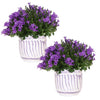 Campanula Ambella | Intense Purple in Granada pot - 2x