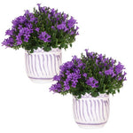 Campanula Ambella | Intense Purple in Granada pot - 2x