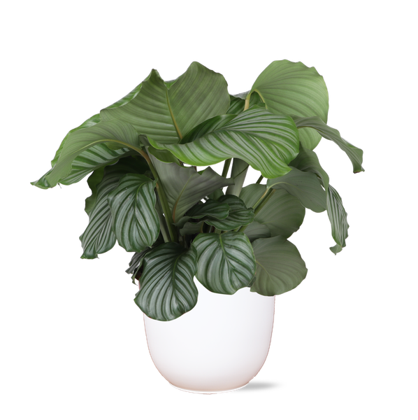 Calathea Medaillon - 70cm - Ø21cm - in verschillende kleuren Boule pot | Calathea