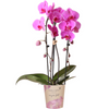 Orchidee | roze Phalaenopsis orchidee - Niagara Fall  - potmaat Ø12cm