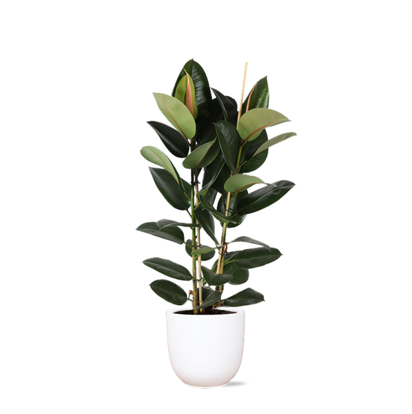 Ficus Elastica Robusta - 115cm - Ø27cm - in Boule pot | Ficus