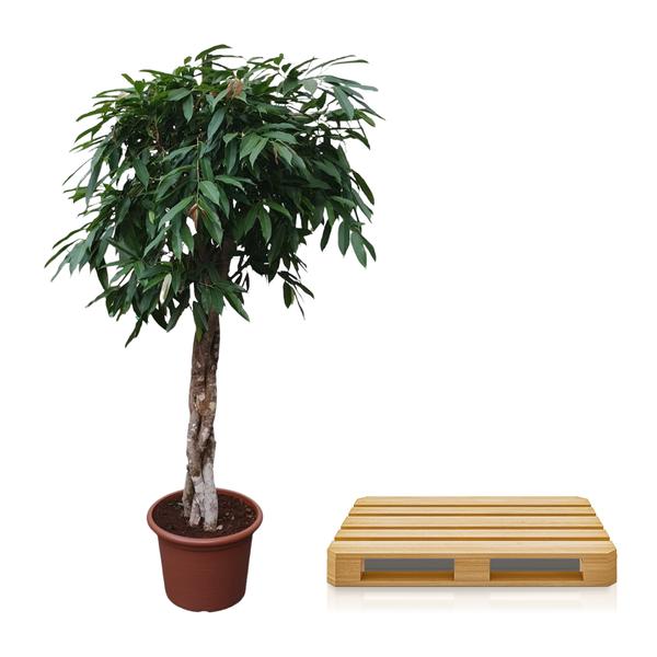 Ficus Amstel King gevlochten stam - 190 cm - ø45 | Ficus - Grote kamerplant