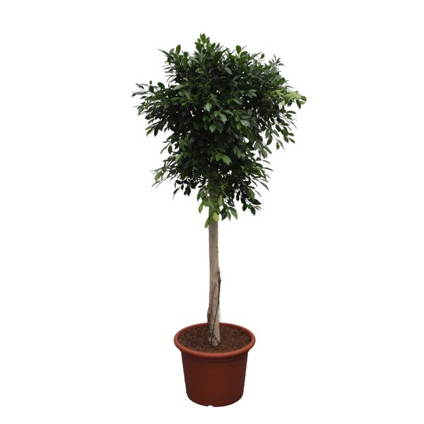 Ficus Nitida boom - 250 cm - ø55 cm  | Ficus - Grote Kamerplanten