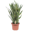 Sansevieria Laurentii - 100 cm - ø35 cm | Vrouwentong