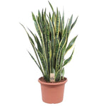 Sansevieria Laurentii - 100 cm - ø35 cm | Vrouwentong