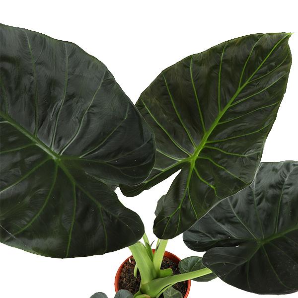 Alocasia Regal Shield - 100 cm - Ø21 cm | Alocasia - Olifantsoor