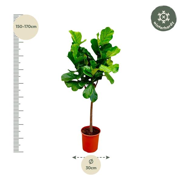 Ficus Lyrata boom - 160 cm of 180 cm - Ø30 cm | Ficus - Kamerplanten