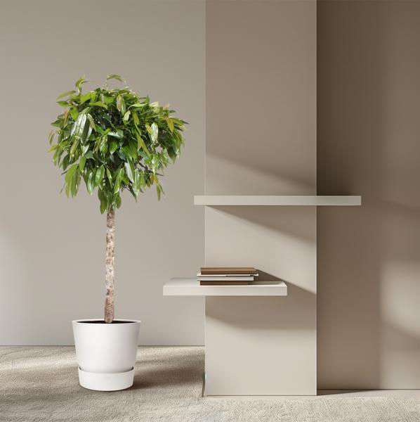 Ficus Amstel King - 180cm - ø40cm | Ficus - Grote Kamerplanten