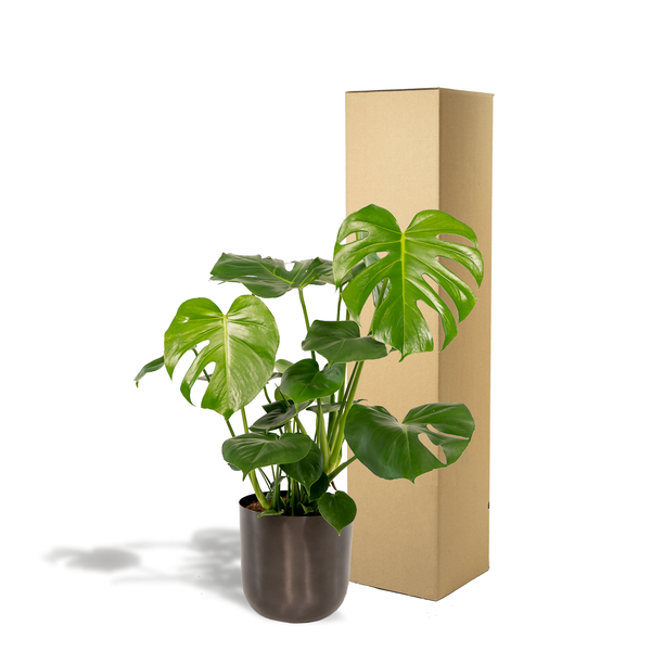 Monstera Deliciosa | 80cm - Ø21cm - inclusief Pot Mayk Lead