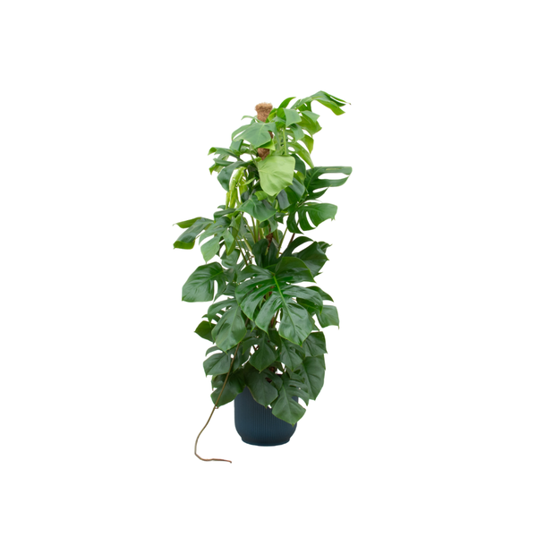 Monstera Pertusum | inclusief elho Vibes Fold Round - 150cm - Ø30 cm