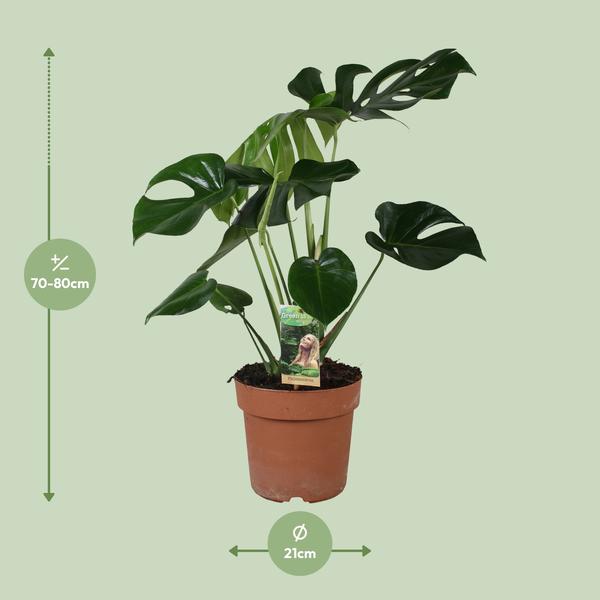 Monstera Deliciosa | verkrijgbaar in 2 maten - 75cm of 80cm - Ø21cm