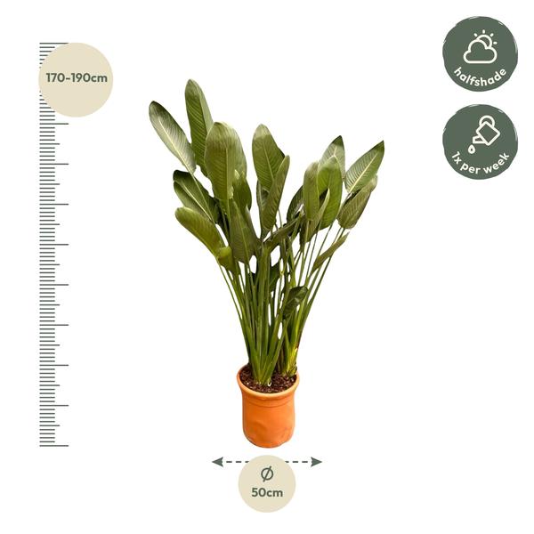 Strelitzia Reginae XL - 180 cm | Tropische eyecatcher voor je interieur