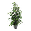 Ficus benjamina Danielle - 95 cm - Ø21 cm | Ficus - Kamerplanten