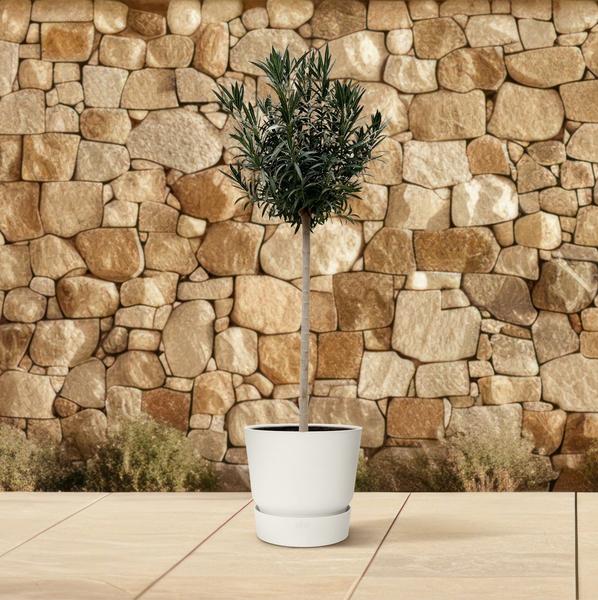 Nerium Oleander op stam met witte bloem - 170cm en 200cm