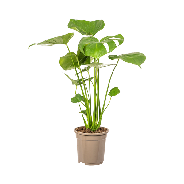 Monstera Deliciosa Tauerii - 60cm - Ø17cm | Monstera