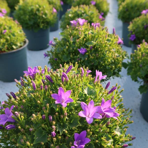 Campanula Ambella | Intense Purple in Granada pot - 2x