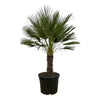 Chamaerops Humilis op stam (Dwergpalm) - 150 cm - Ø45 cm  | Palm