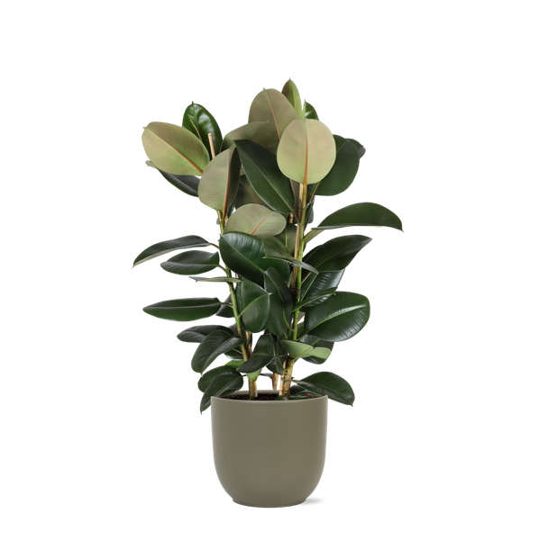 Ficus Elastica Robusta - 115cm - Ø27cm - in Boule pot | Ficus